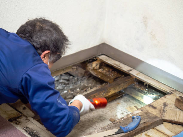 Best Mold Removal and Inspection  in Crystal City, TX