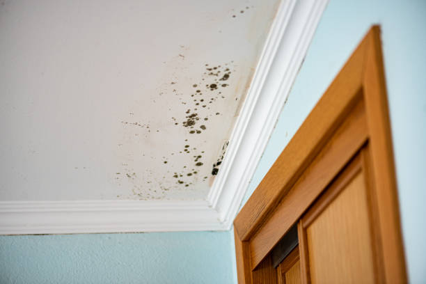 Best Fast Mold Removal  in Crystal City, TX