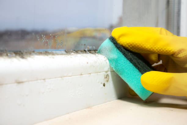 Best Mold Remediation  in Crystal City, TX