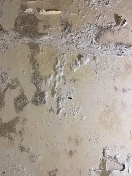 Best Mold Damage Repair  in Crystal City, TX
