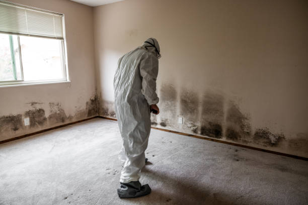 Best Professional Mold Removal  in Crystal City, TX