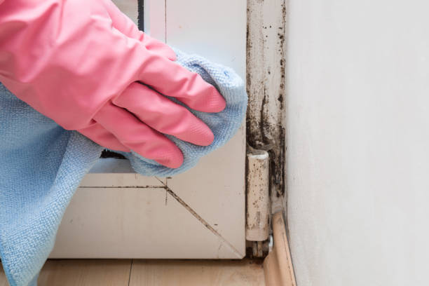 Trusted Crystal City, TX Mold Removal Experts